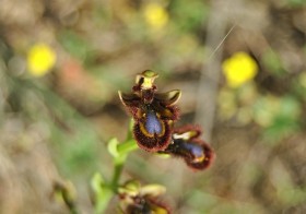 “Ophrys speculum” (Orquídea abeja espejo, Espejo de Venus)